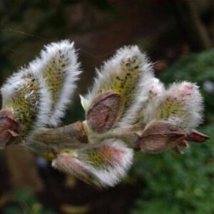 بید مشک Musk willow Salix aegyptiaca