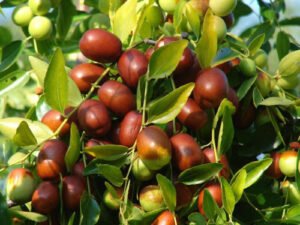 بیر jujube fruit ziziphus jujuba mill जूजूबे