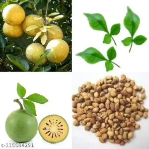 بیل گری Indian bael Aegle marmelos भारतीय बेल