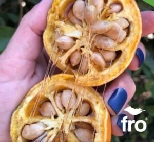 بیج بیل گری Indian bael Aegle marmelos भारतीय बेल