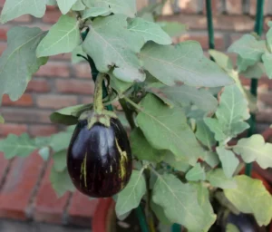 بینگن brinjal solanum melongena बैंगन