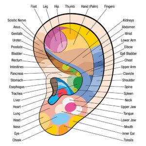 ریفلیکسولوجی Reflexology 0