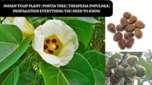 پارس پیپل Portia tree indian tulip Thespesia populnea पारस पीपल