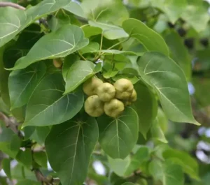 پارس پیپل Portia tree indian tulip Thespesia populnea पारस पीपल