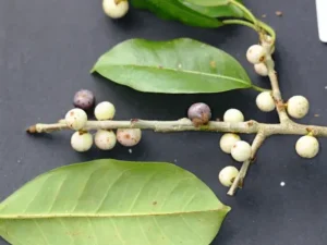 پارکر پلکخن سفید انجیر White Fig Ficus virens पिलखान