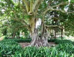 پارکر پلکخن سفید انجیر White Fig Ficus virens पिलखान