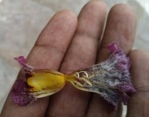 پاڈھل stereospermum chelonoides Bignonia suaveolens पाढल, पाटला