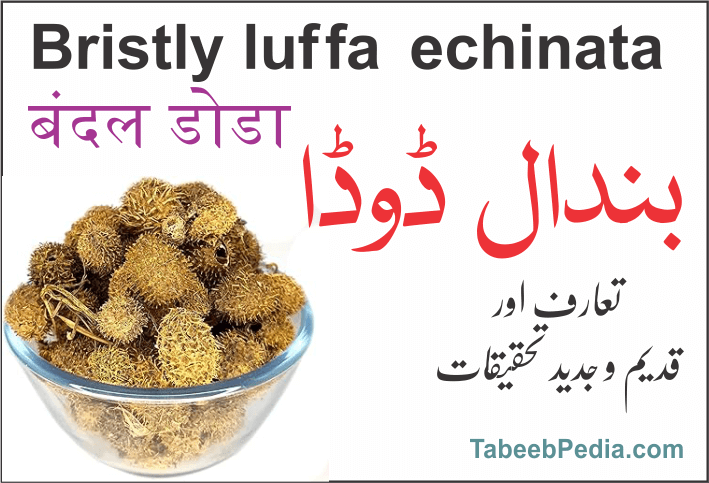 بندال ڈوڈا / گھگر بیل