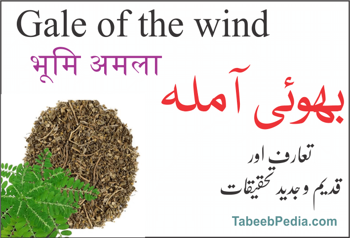 بھوئی آملہ / بھومی آملہ