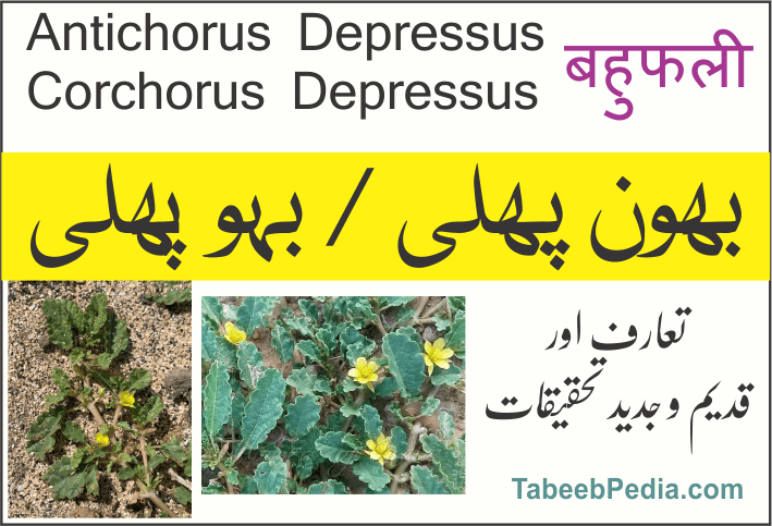 بھون پھلی / بوپھلی /  کرنڈ