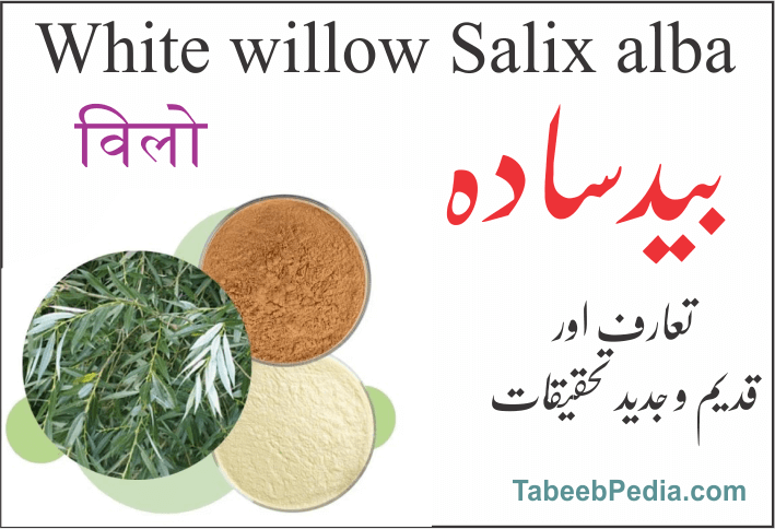 بید سادہ