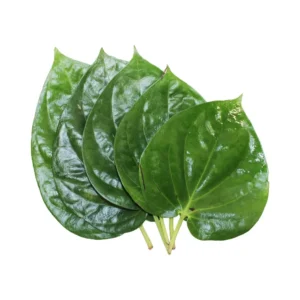 پان Betel Leaf Piper betle पान का पत्ता