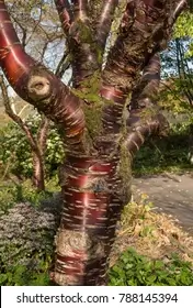 پد ماکھ Himalayan cherry Prunus cerasoides पदमाख 00