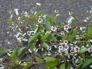 پرسارنی گندھالی Skunk vine paederia foetida गंधाली प्रसारणी