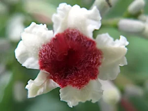 پرسارنی گندھالی Skunk vine paederia foetida गंधाली प्रसारणी