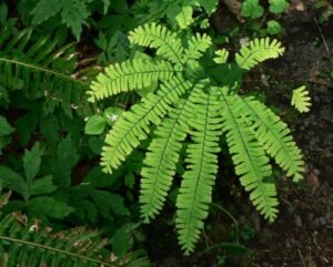 پرسیاو شاں Maidenhair fern Adiantum