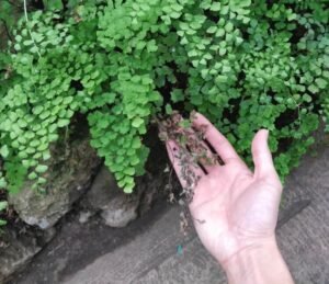 پرسیاو شاں Maidenhair fern Adiantum