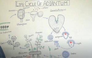 پرسیاو شاں Maidenhair fern Adiantum