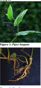 پپلا مول Long Piper Roots पपला मॉल