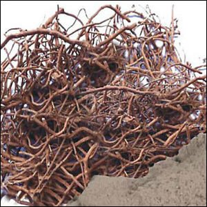 پپلا مول Long Piper Roots पपला मॉल