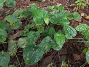 پپلی فلفل دراز مگھاں Long Piper Piper longum लॉन्ग पाइपर