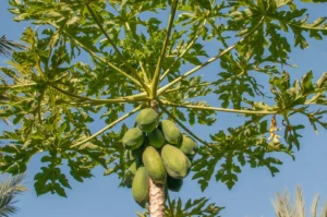 پپیتا Papaya Carica papaya पपीता