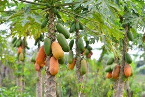 پپیتا Papaya Carica papaya पपीता