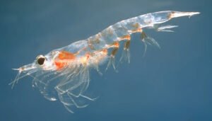 کریل آئل (Krill Oil)