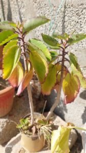 Folha da Fortuna Kalanchoe pinnata پتھر چٹ زخم حیات पाथर चित