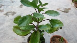 Folha da Fortuna Kalanchoe pinnata پتھر چٹ زخم حیات पाथर चित