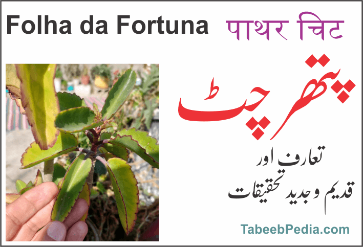پتھر پھوڑی / پتھر چٹ / زخم حیات