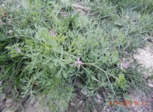 fumitory fumaria indica پاپڑا شاہترہ पैट पपरा