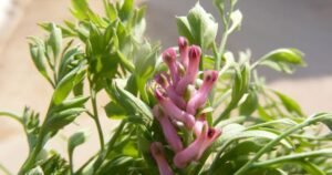 fumitory fumaria indica پاپڑا شاہترہ पैट पपरा