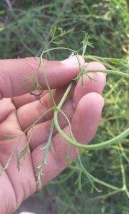 fumitory fumaria indica پاپڑا شاہترہ पैट पपरा