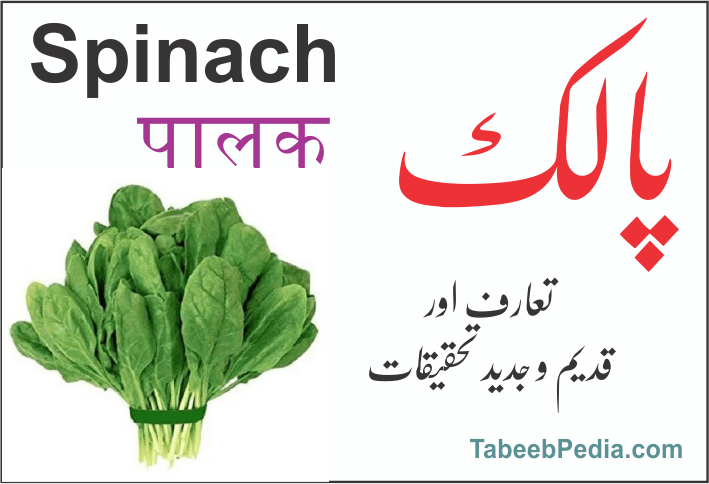 پالک