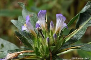 تال مکھانہ Asteracantha Hygrophila spinosa seeds कोकीलाक्षा