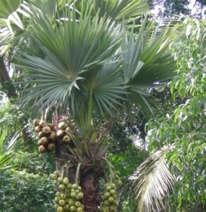 تاڑ پالمیرا کھجور Palmyra palm Borassus flabellifer पाल्मिरा पाम