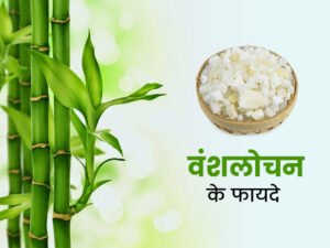 تباشیر طباشیر Bamboo Manna Bamboo Silica Tabasheer बन्स लोचेन