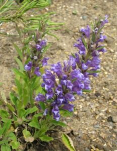 تخم بالنگو ملنگاں Balangu Seeds Lallemantia Royleana बलंगू