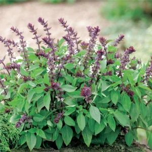 تخم ریحان Sweet Basil Seeds Ocimum basilicum तुलसी के बीज