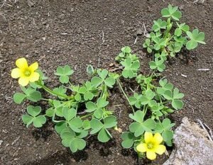 تپتی کھٹکل کھٹی بوٹی Creeping woodsorrel Oxalis corniculata अमली घास