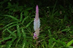 پرشٹ پرنی Uraria Picta पृश्निपर्णी