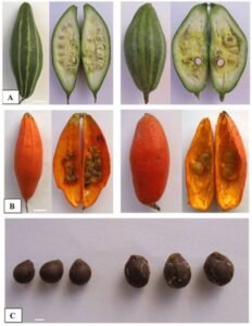 پلول پرول پٹول Pointed Gourd Trichosanthes dioica नुकीला लौकी
