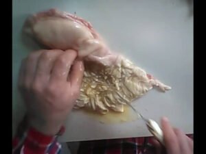 پنیر مایہ Calf Rennet बछड़े का पनीर