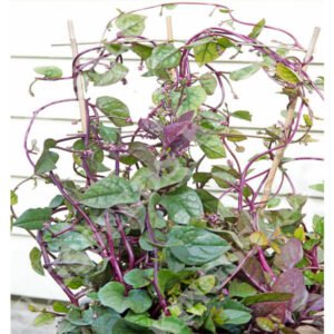 پوئی مالابار پالک Malabar spinach basella alba मालाबार पालक
