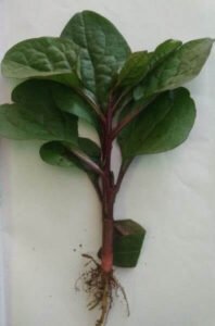 پوئی مالابار پالک Malabar spinach basella alba मालाबार पालक