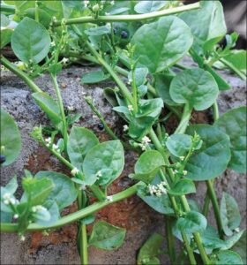 پوئی مالابار پالک Malabar spinach basella alba मालाबार पालक