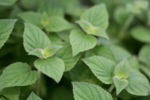 پودینہ Mint Mentha spp पुदीना