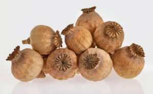 پوست ڈوڈا poppy husk पोस्ता 00