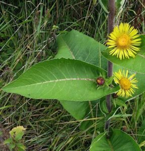 پھکر مول پوکر مول Elecampane Inula helenium फख्र मॉल 00